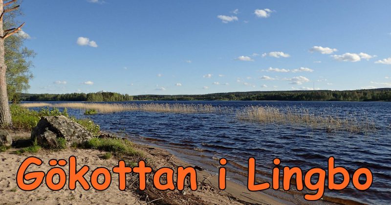 Gökottan i Lingbo 2020